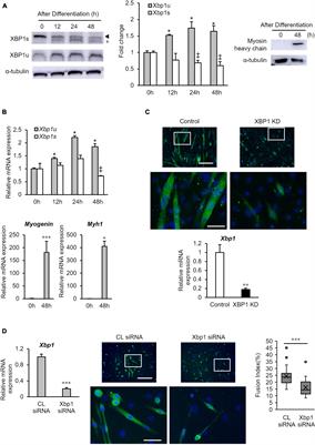 XBP1u Is Involved in C2C12 Myoblast Differentiation via Accelerated Proteasomal Degradation of Id3